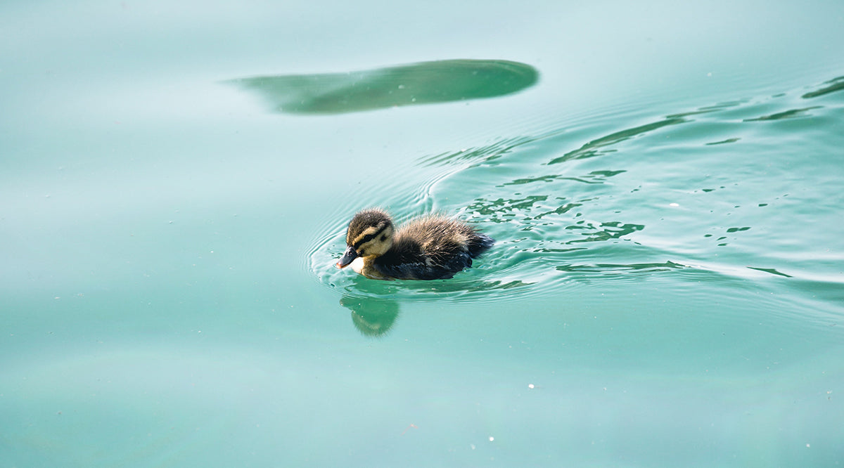 Fun facts about animal pregnancies